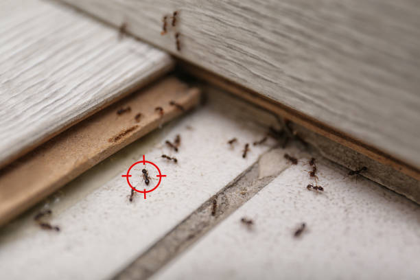 Flea Control Services in Bellmawr, NJ