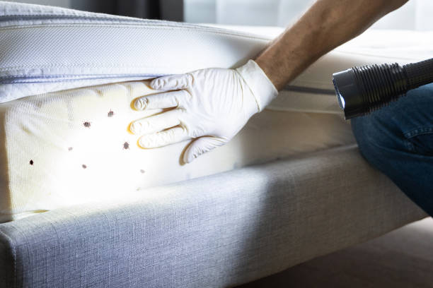 Best Rat Extermination Near Me  in Bellmawr, NJ